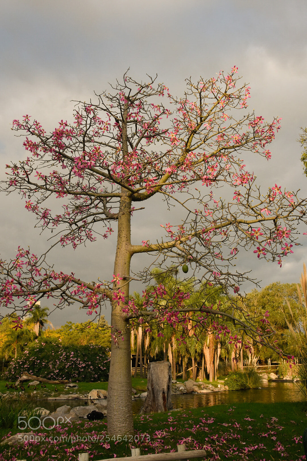 Nikon D7200 sample photo. Nature photography