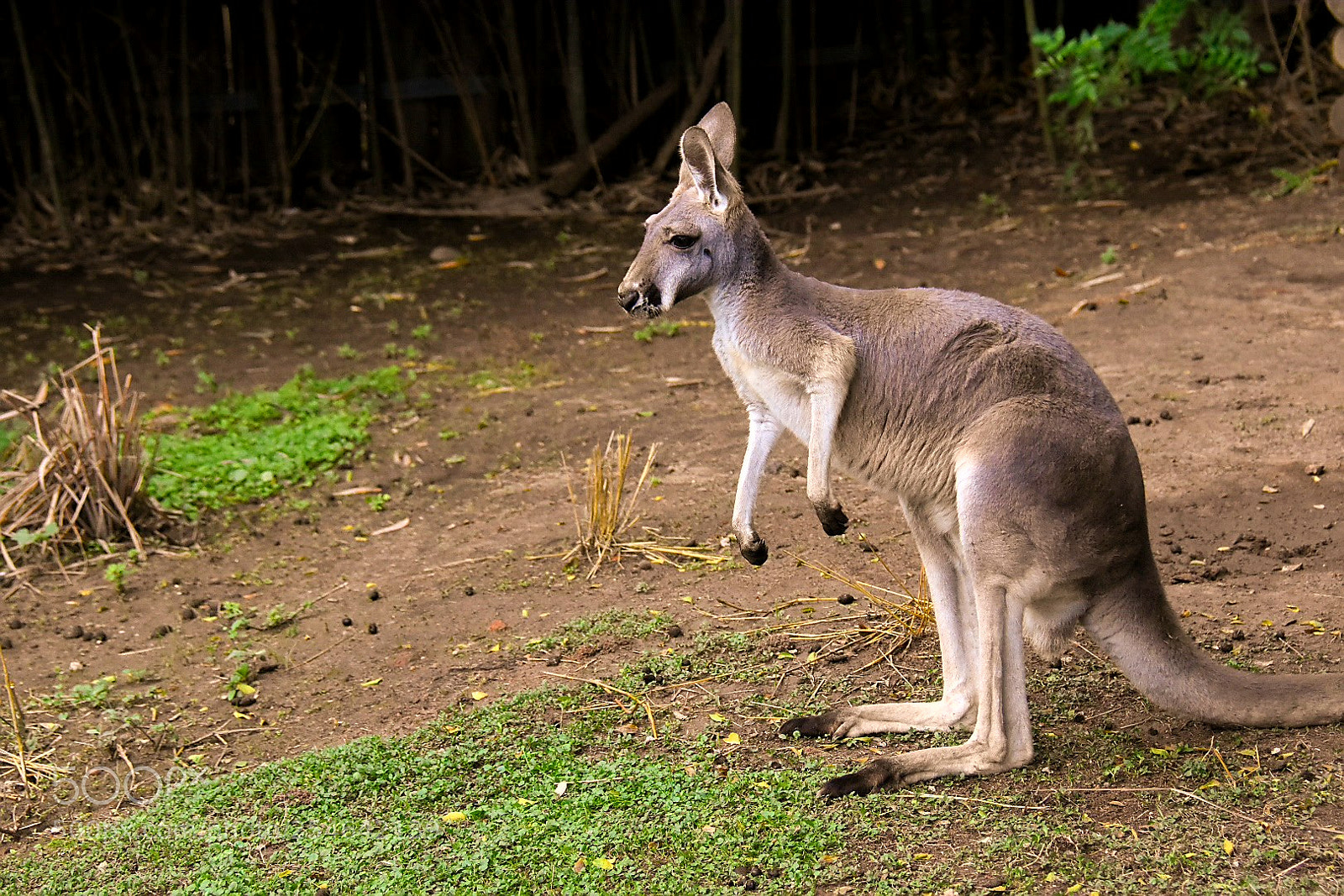 Nikon D7200 sample photo. Wallabies photography