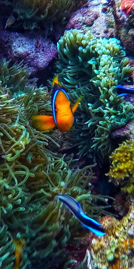 GoPro HERO4 Silver sample photo. Anemone fish. rainbow reef. fiji photography