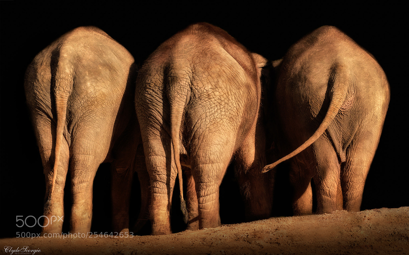 Nikon D810 sample photo. Elephant tails photography