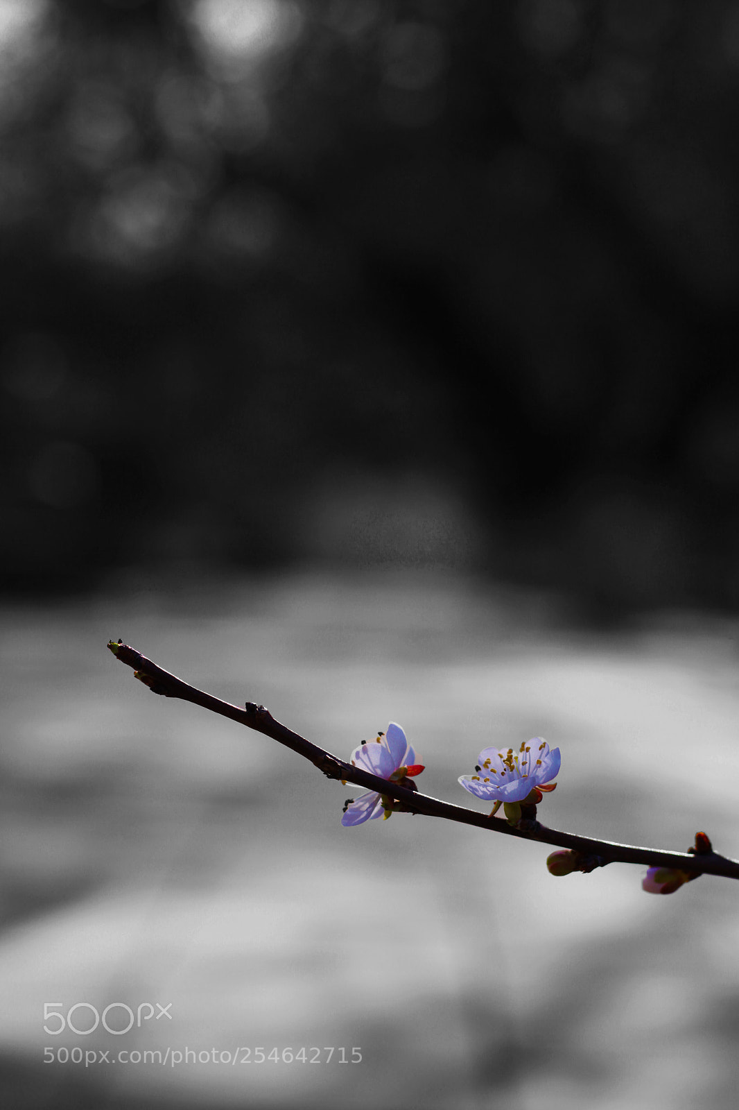 Canon EOS 50D sample photo. Spring photography
