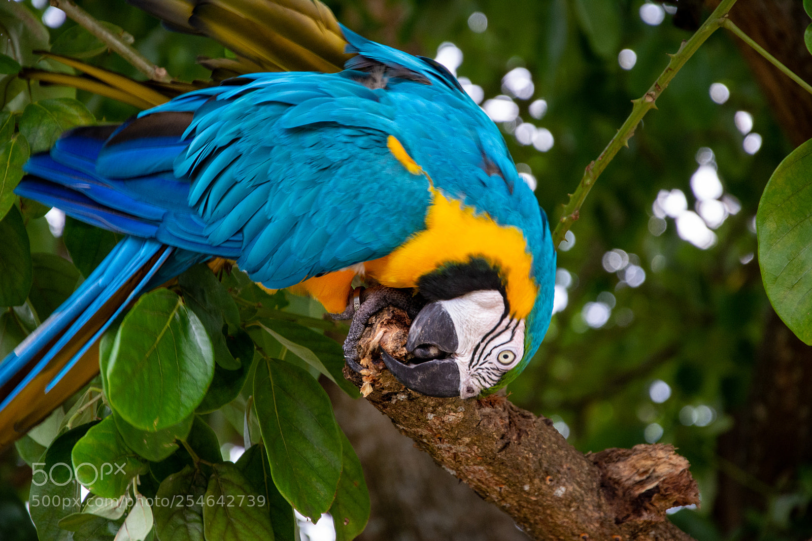 Nikon D5200 sample photo. Blue-and-yellow macaw photography