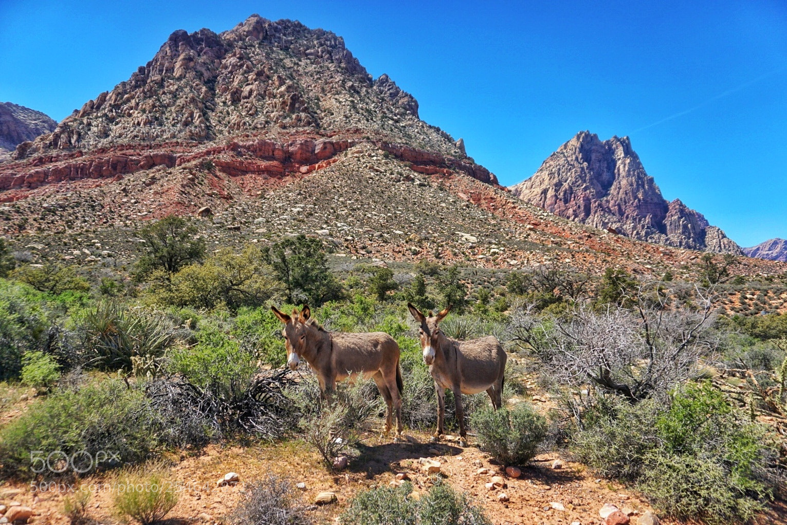 Sony a5100 sample photo. Mules photography
