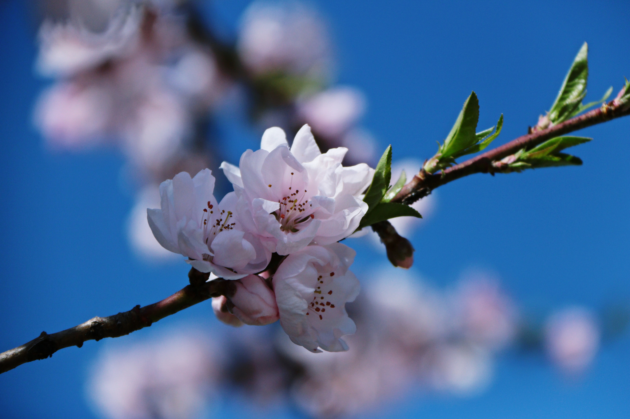 Canon EF-S 18-200mm F3.5-5.6 IS sample photo. Img photography