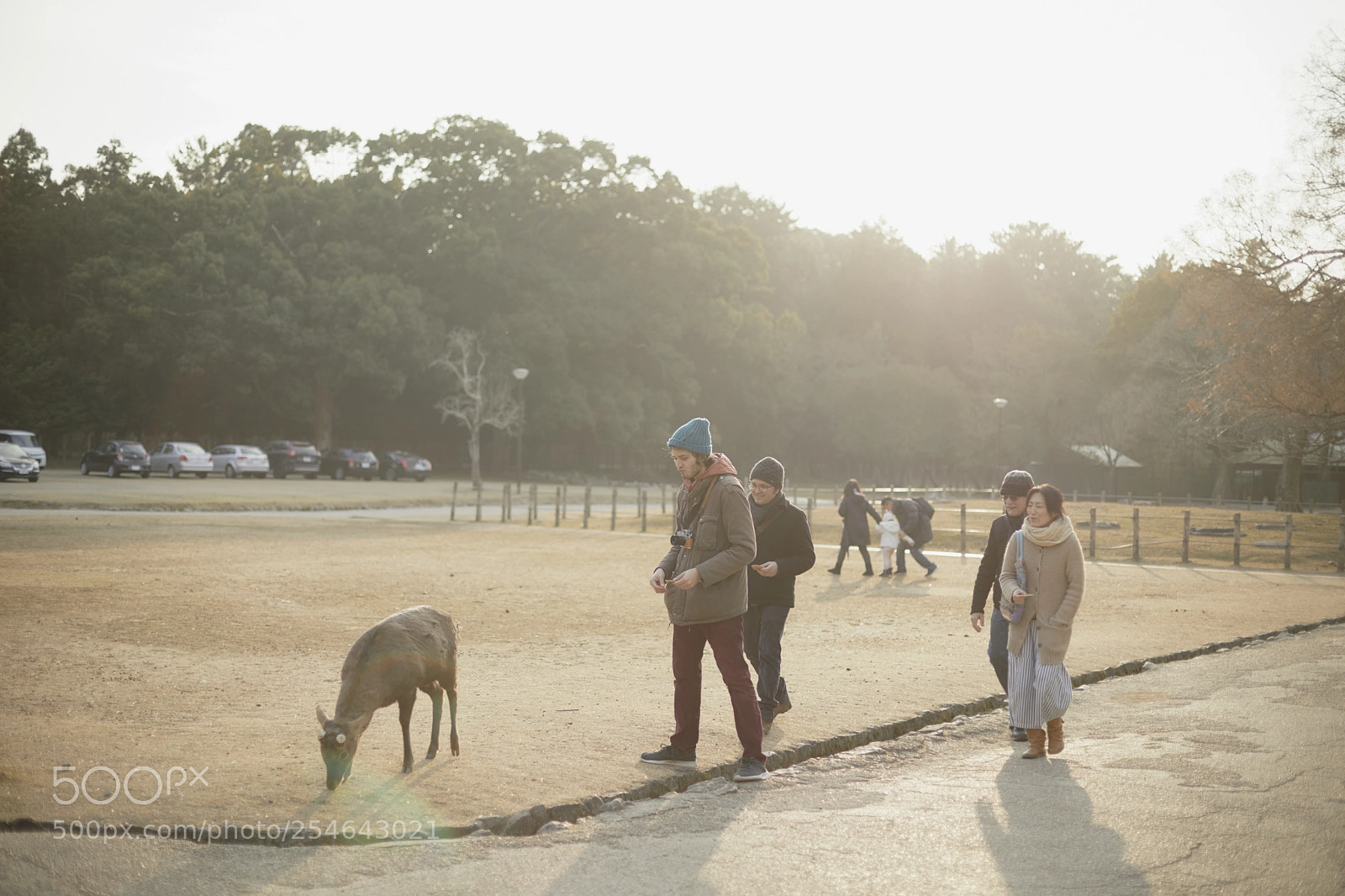 Canon EOS 5D Mark IV sample photo. Deer in nara park photography