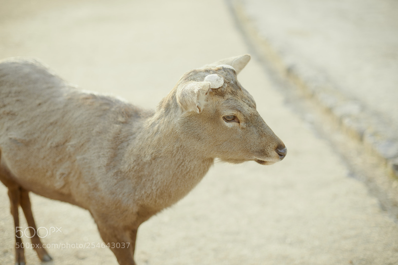 Canon EOS 5D Mark IV sample photo. Deer in nara park photography