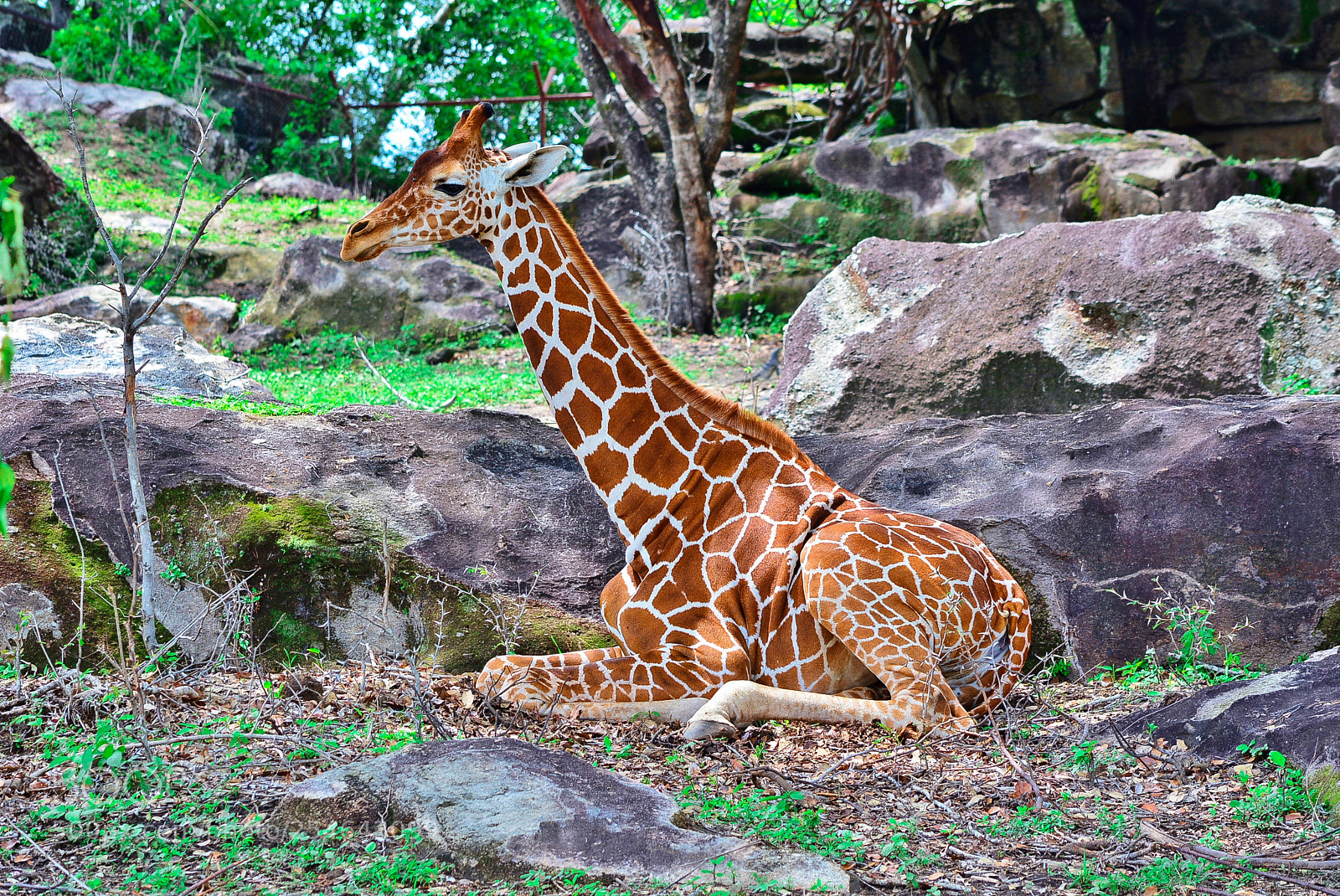 Nikon D7100 sample photo. Ponderosa adventure park photography