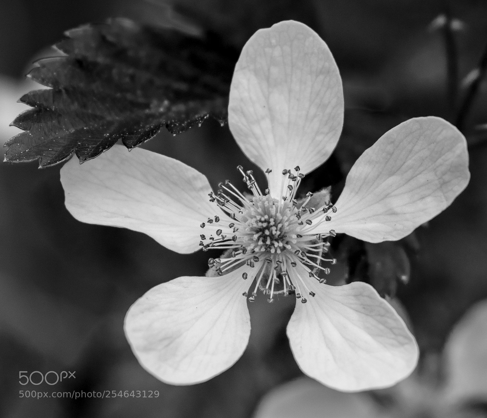 Nikon D5500 sample photo. Black and white flower photography