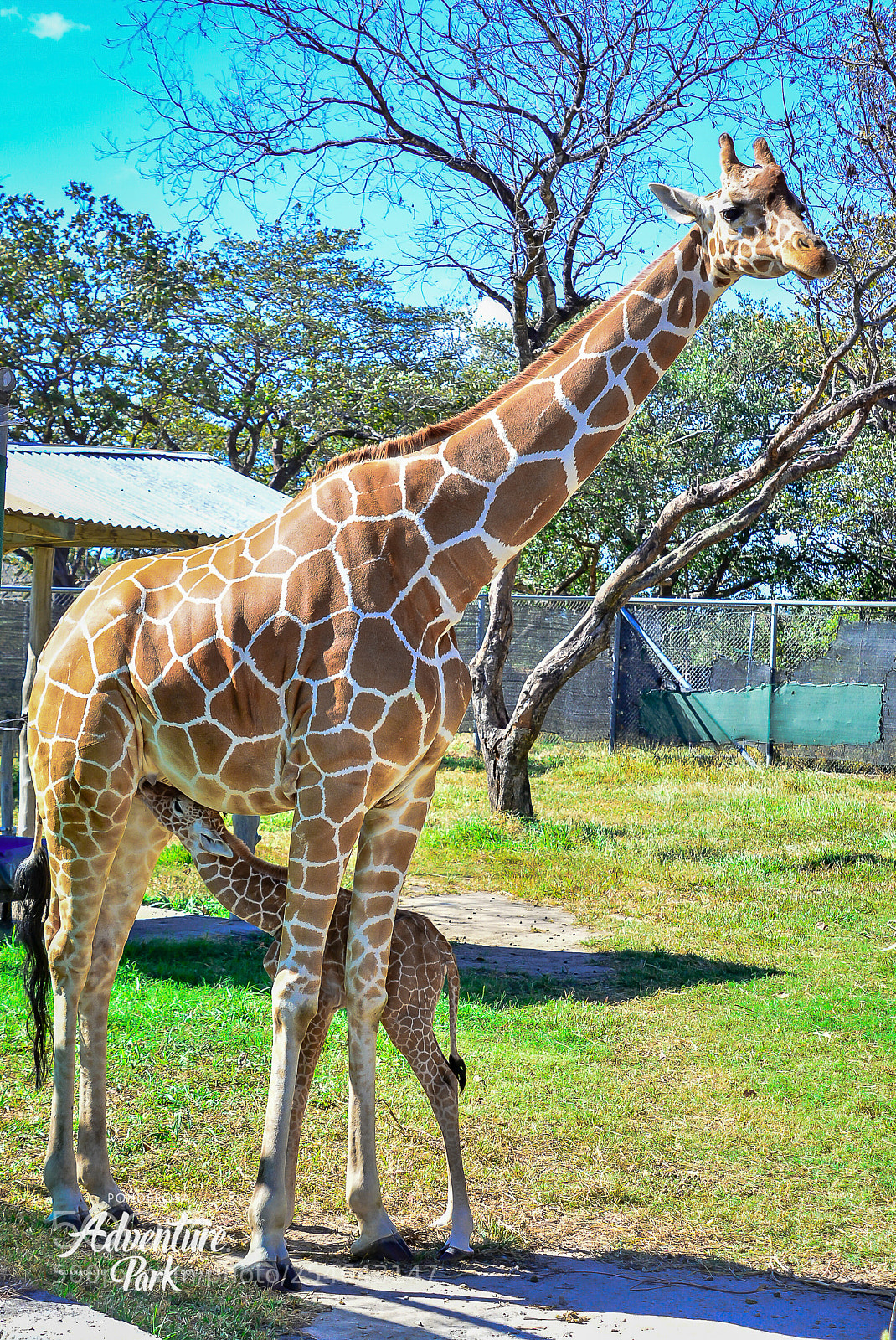 Nikon D7100 sample photo. Ponderosa adventure park photography