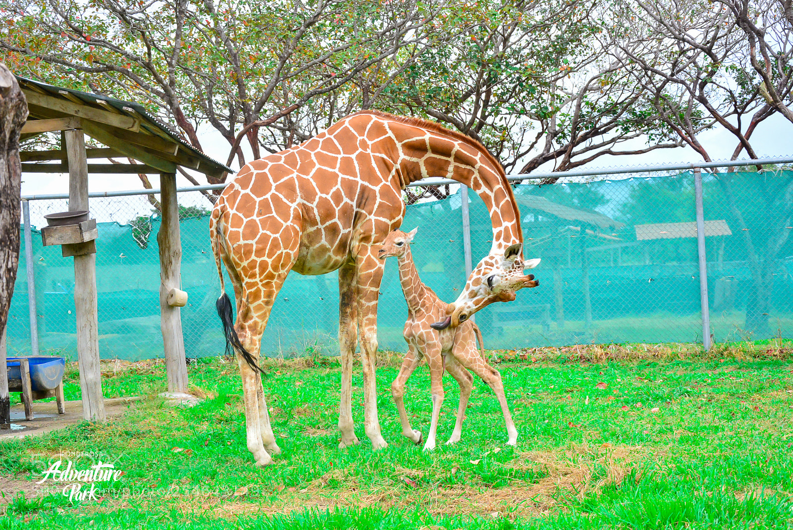 Nikon D7100 sample photo. Ponderosa adventure park photography