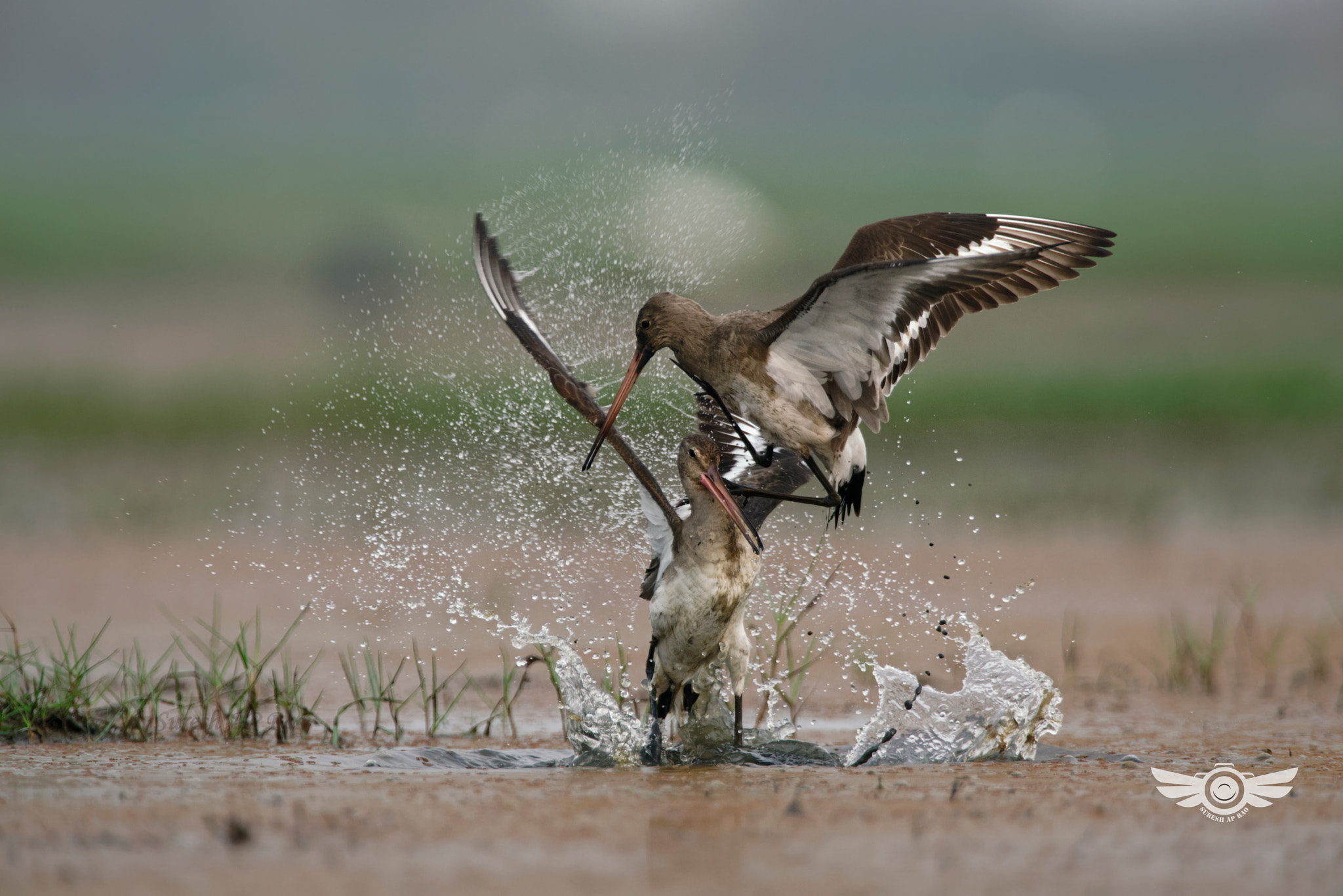 Sony 500mm F4 G SSM sample photo. Black tailed godwit in territorial fight photography