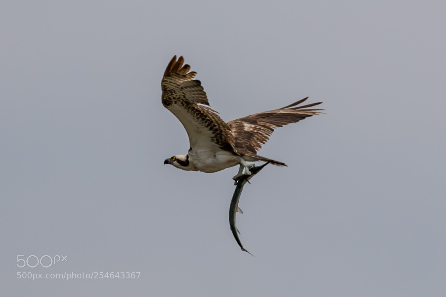 Canon EOS 5D Mark IV sample photo. Osprey photography