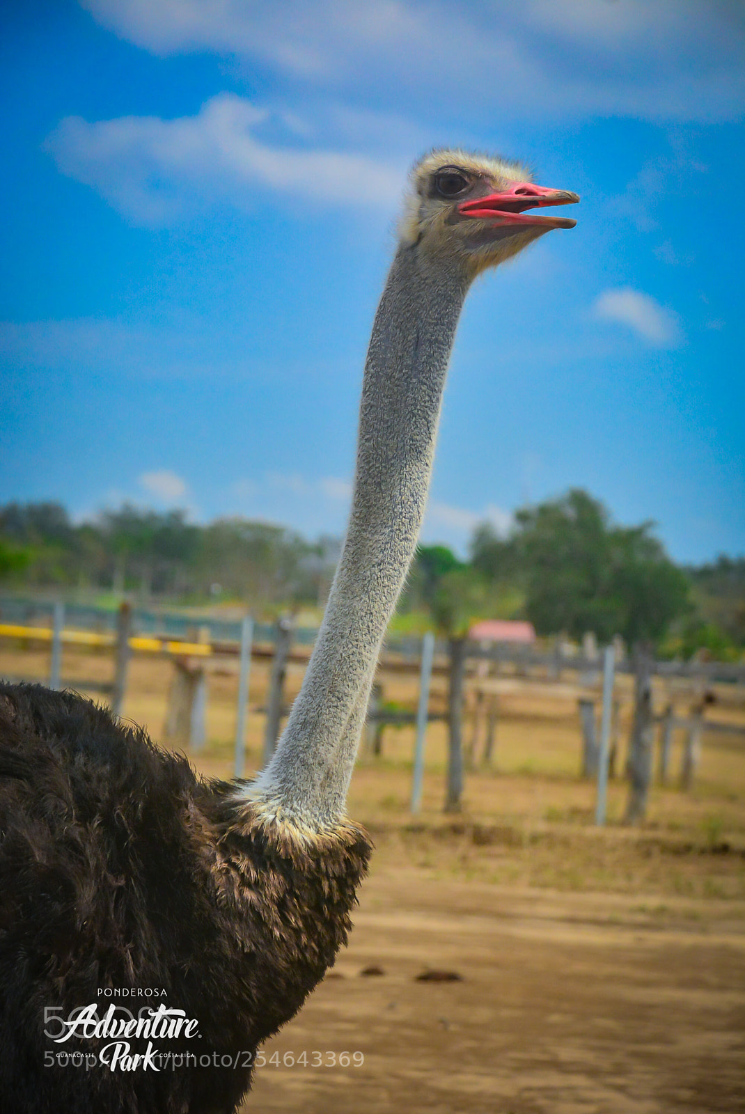 Nikon D7100 sample photo. Ponderosa adventure park photography