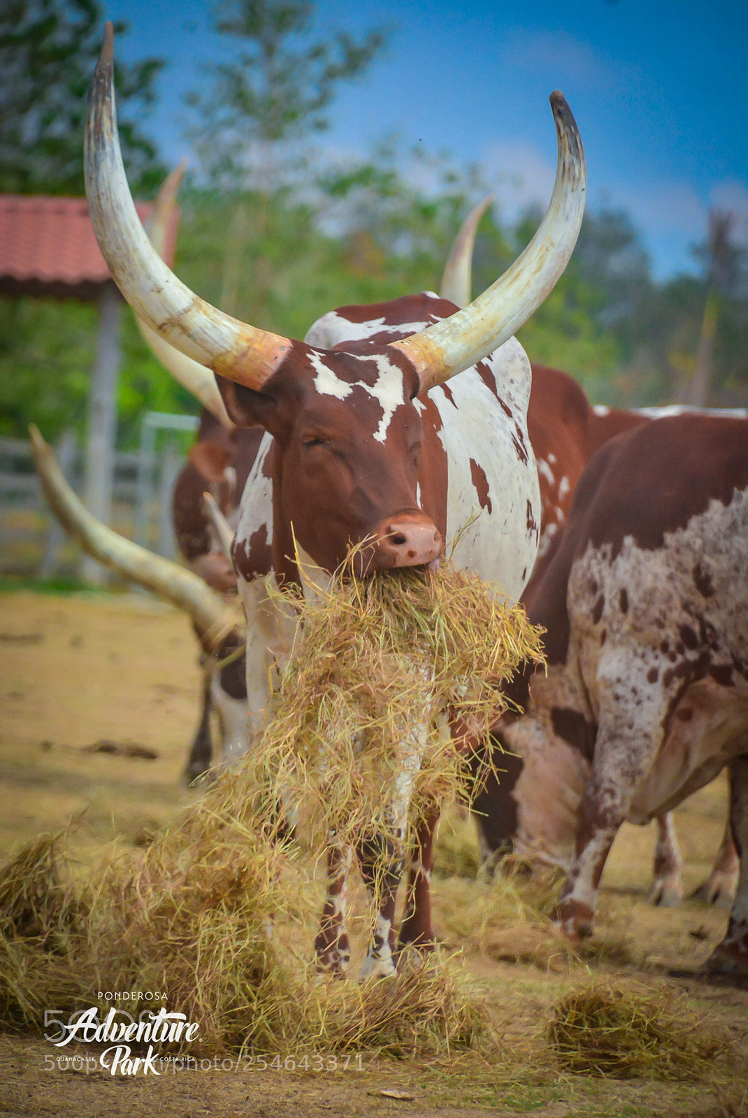 Nikon D7100 sample photo. Ponderosa adventure park photography
