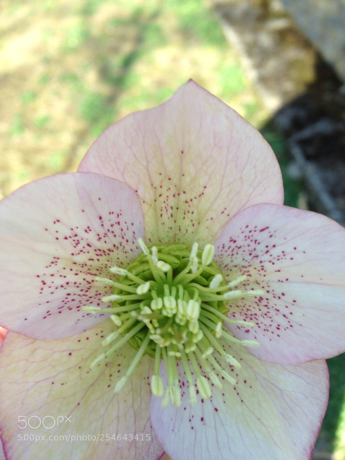 Apple iPhone 5 sample photo. Pink dream photography