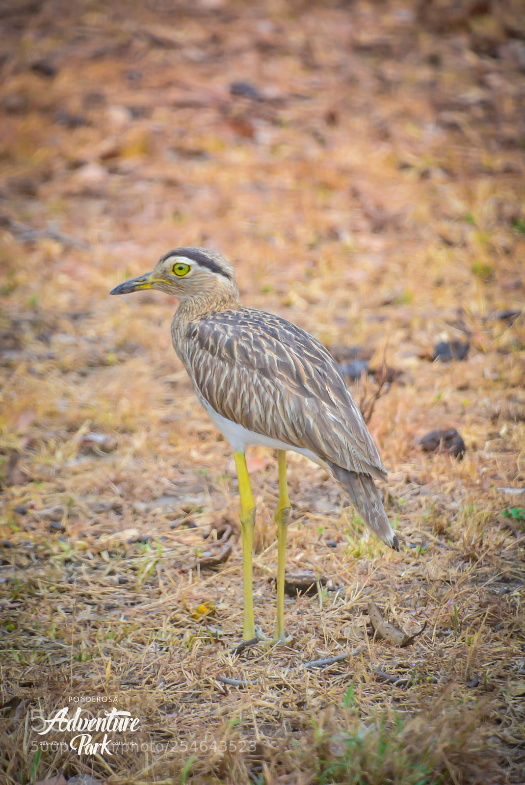 Nikon D7100 sample photo. Ponderosa adventure park photography