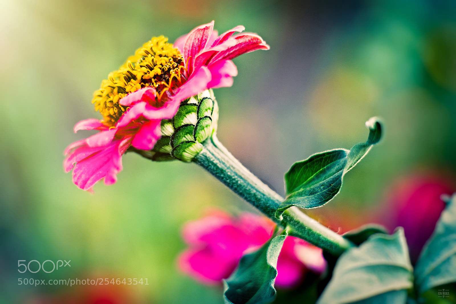 Fujifilm X-T2 sample photo. Vibrant beauty photography