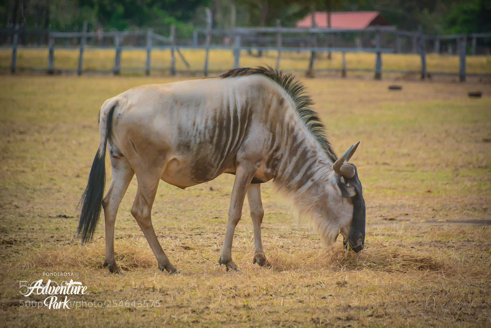 Nikon D7100 sample photo. Ponderosa adventure park photography