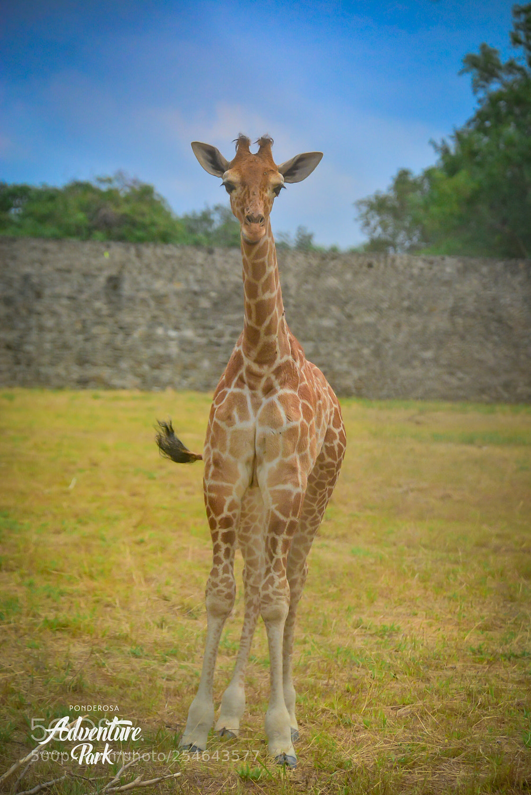 Nikon D7100 sample photo. Ponderosa adventure park photography