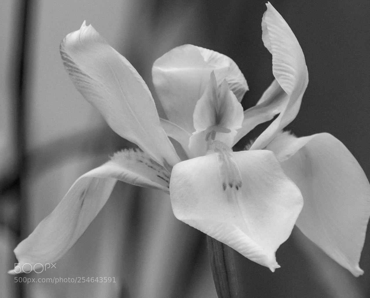 Nikon D5500 sample photo. Black and white flower photography