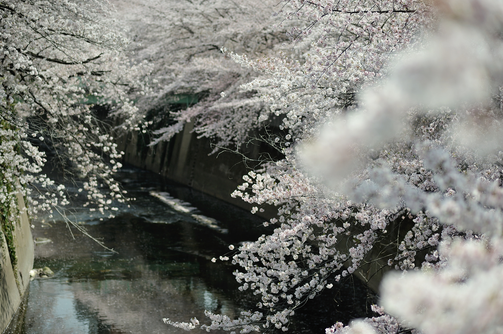Nikon D700 sample photo. Sakura stream in japan photography