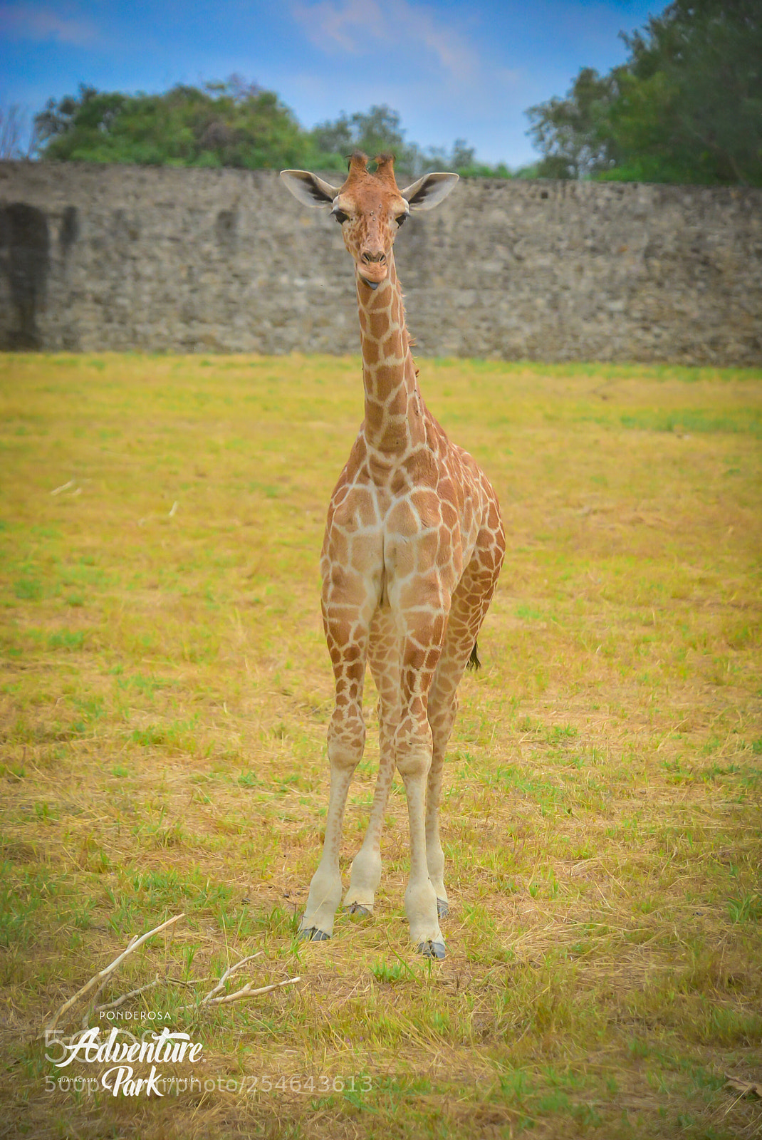 Nikon D7100 sample photo. Ponderosa adventure park photography