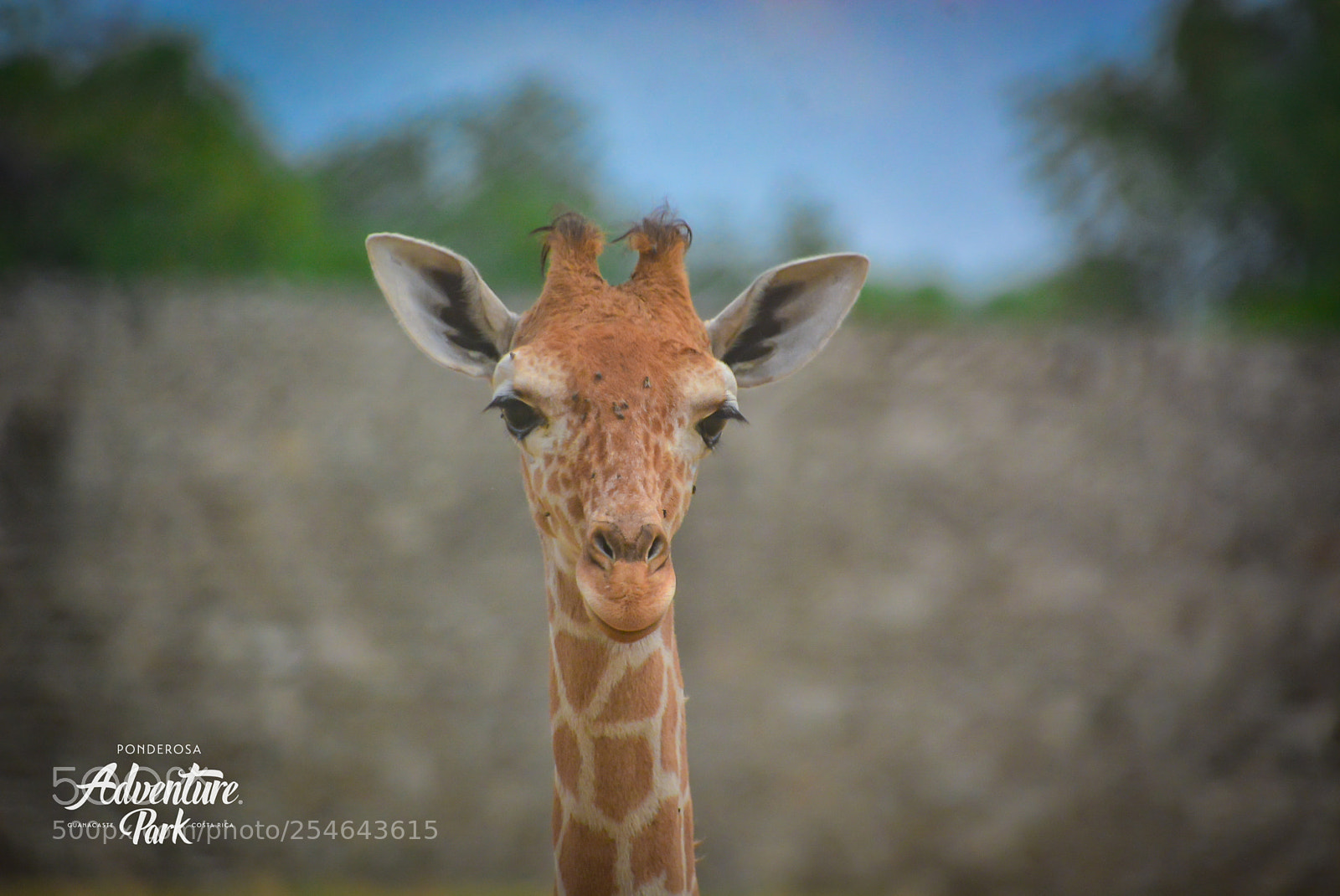 Nikon D7100 sample photo. Ponderosa adventure park photography