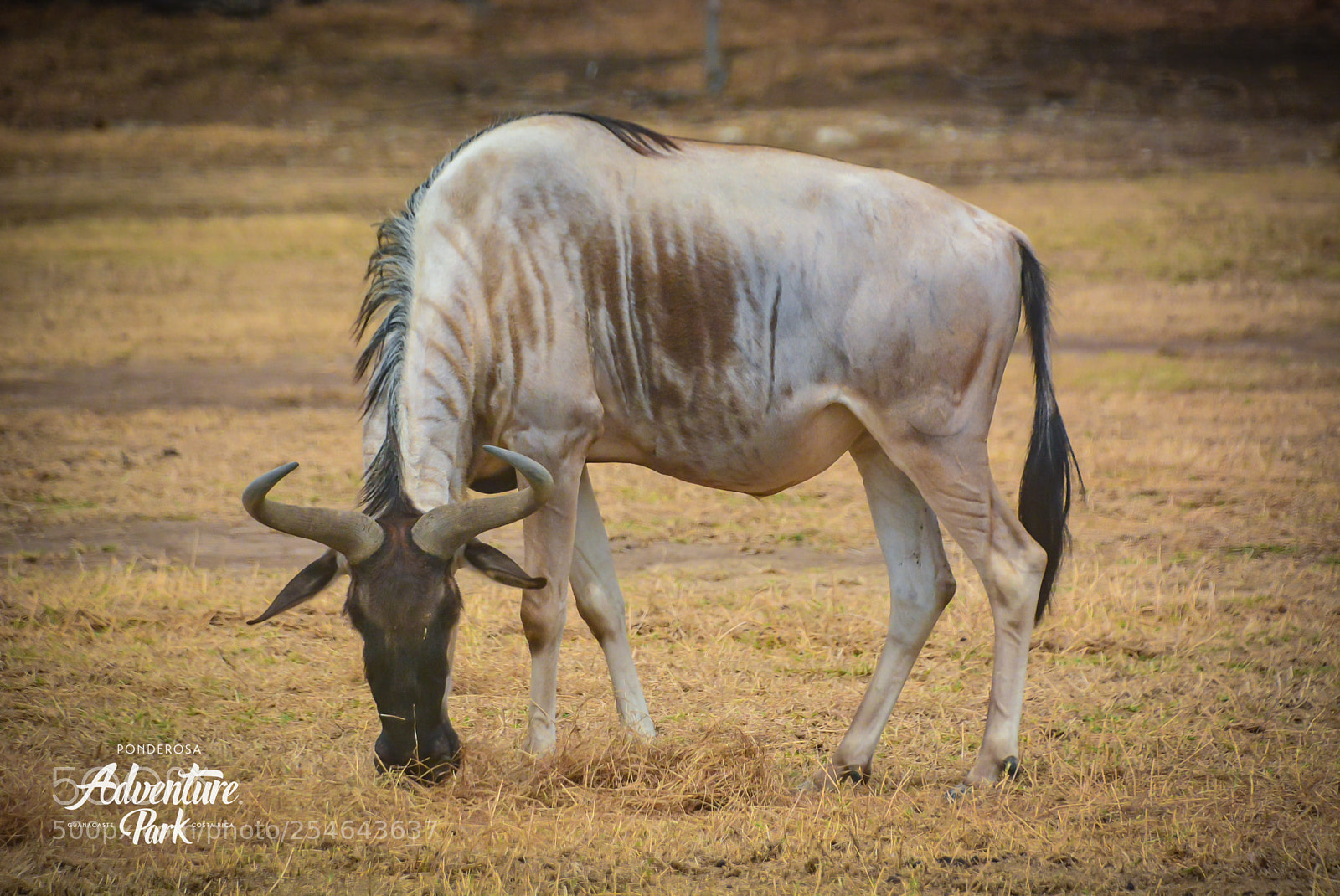 Nikon D7100 sample photo. Ponderosa adventure park photography