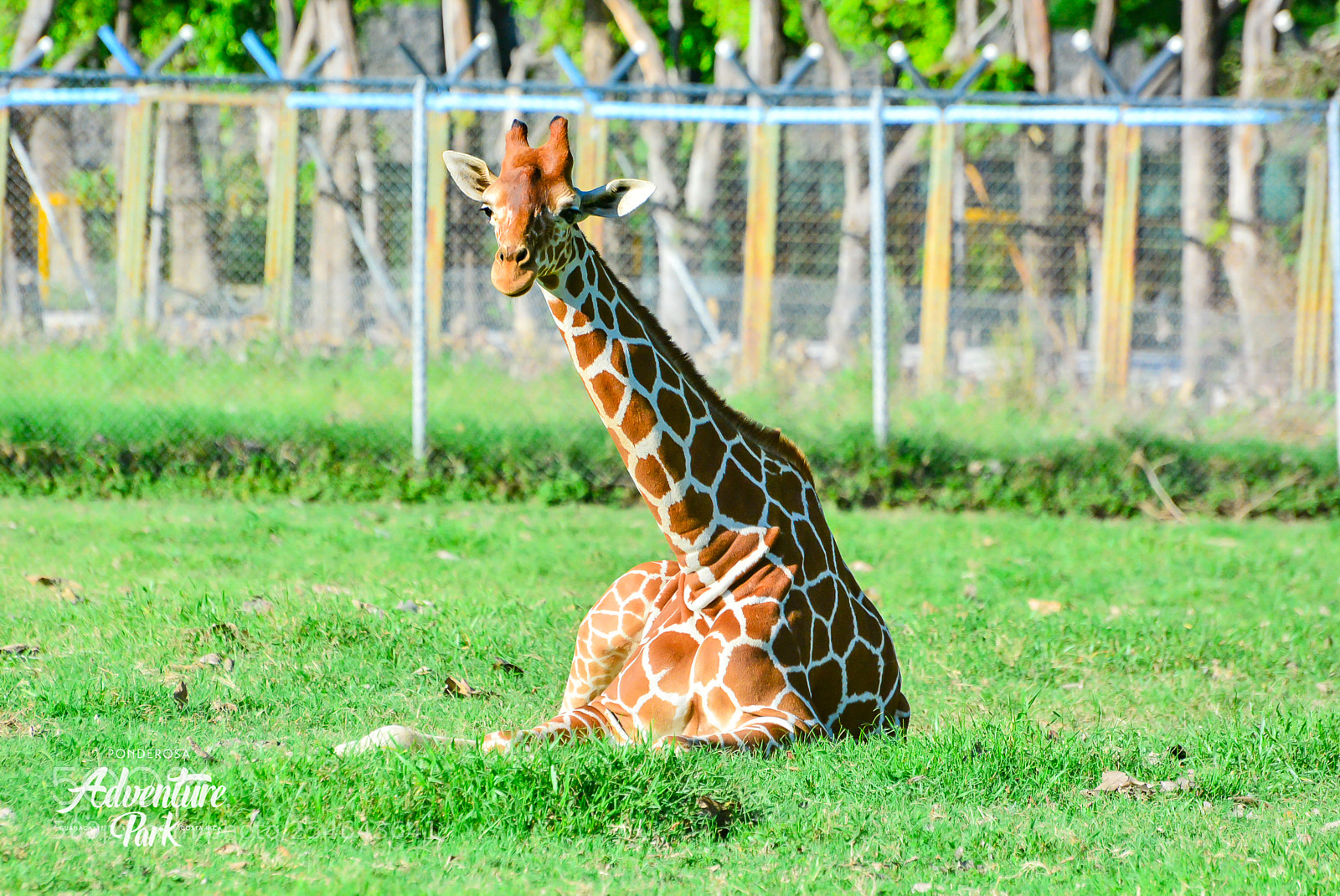 Nikon D7100 sample photo. Ponderosa adventure park photography