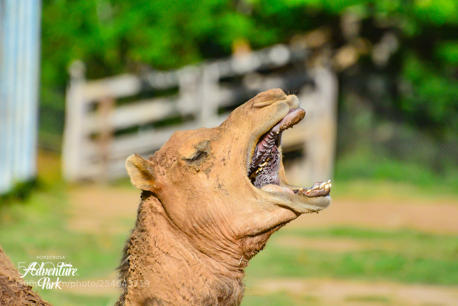 Nikon D7100 sample photo. Ponderosa adventure park photography