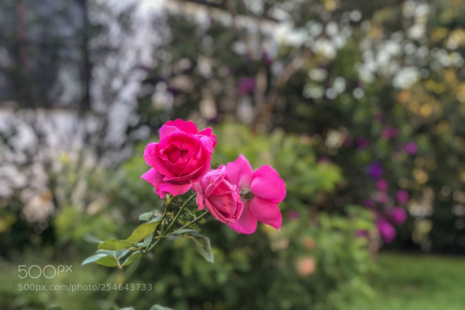 Apple iPhone X sample photo. The red roses photography