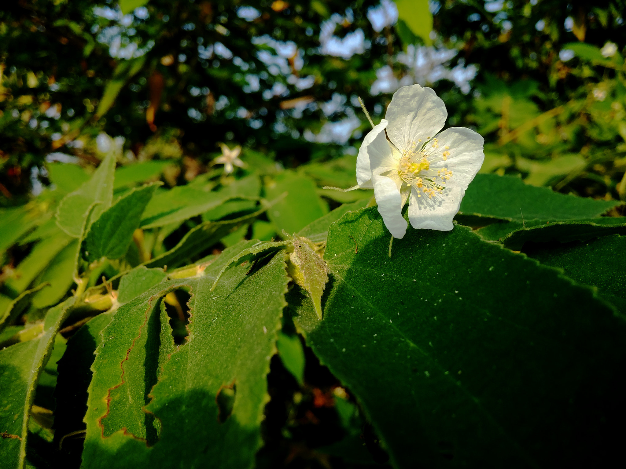 LG G3 CAT.6 sample photo