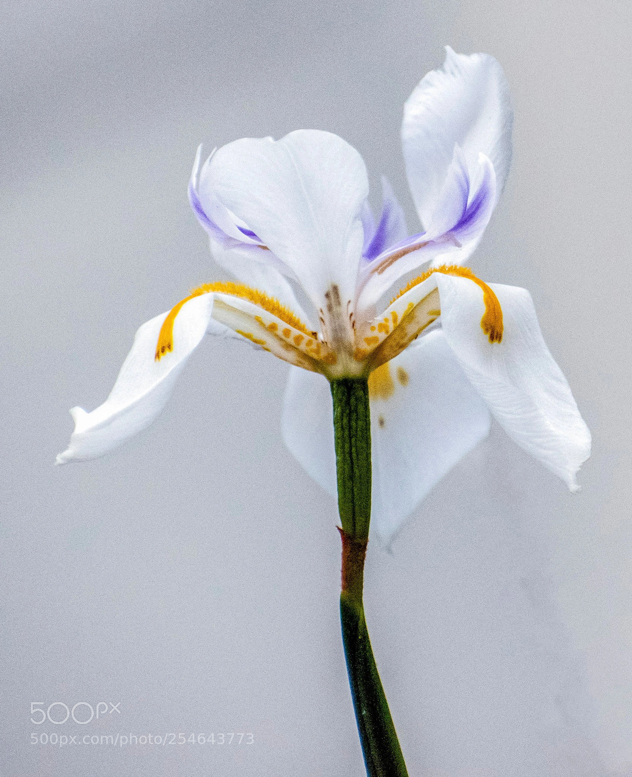 Nikon D5500 sample photo. Color version of that photography