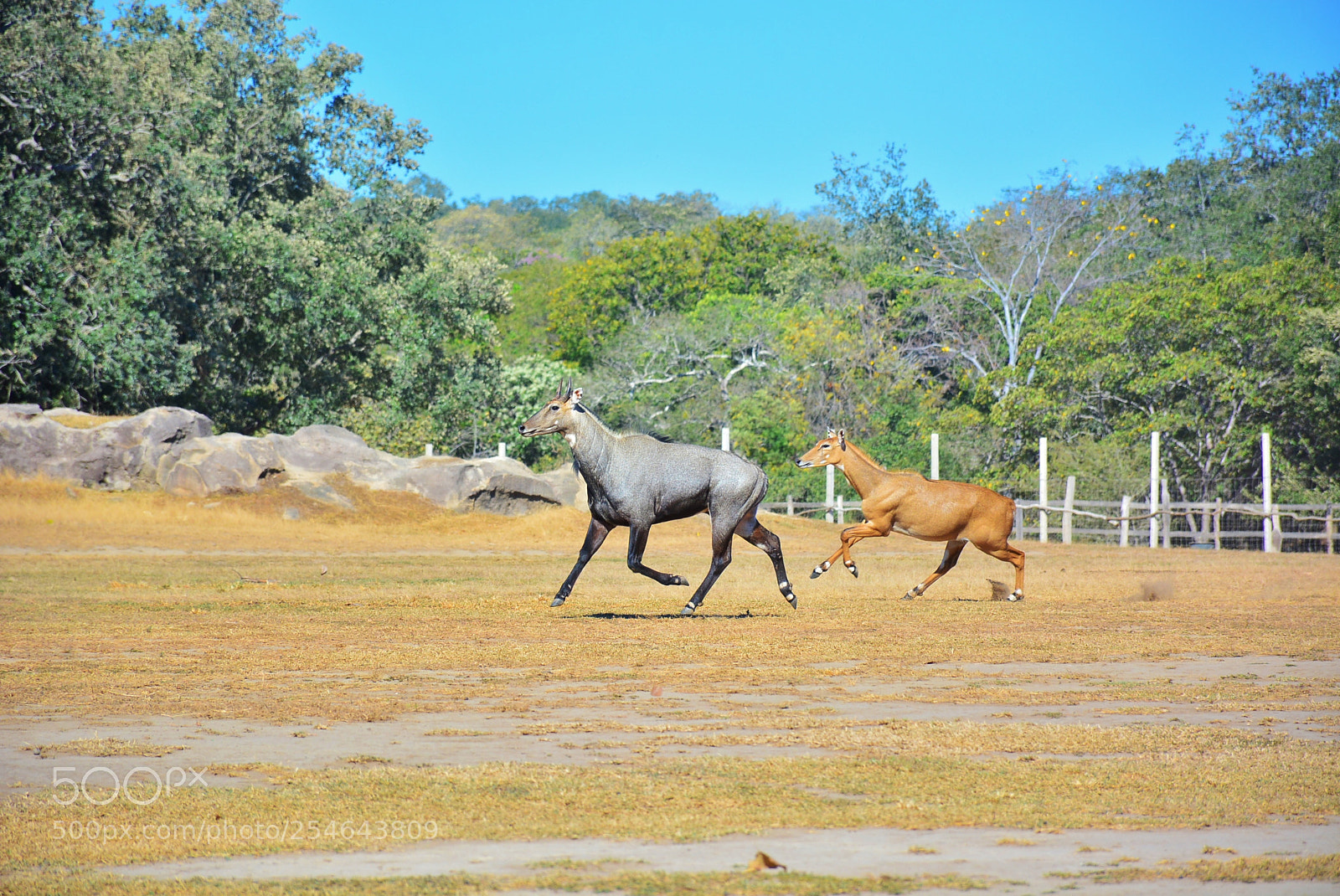 Nikon D7100 sample photo. Ponderosa adventure park photography
