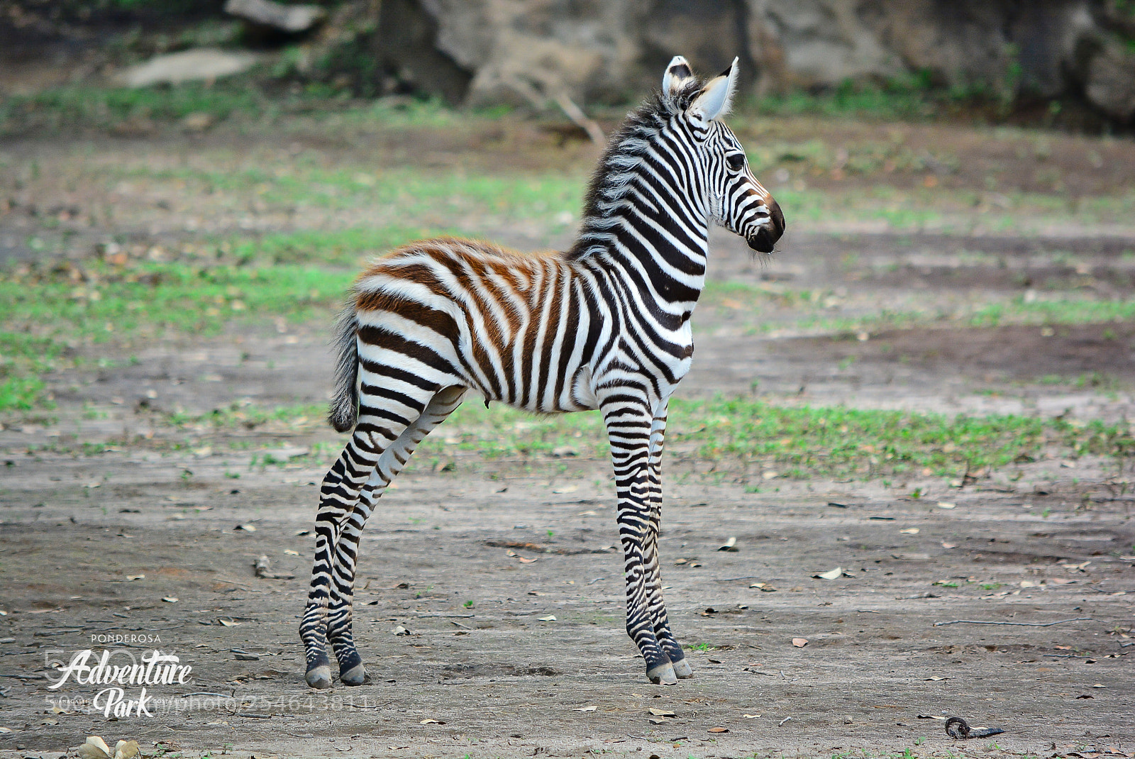 Nikon D7100 sample photo. Ponderosa adventure park photography