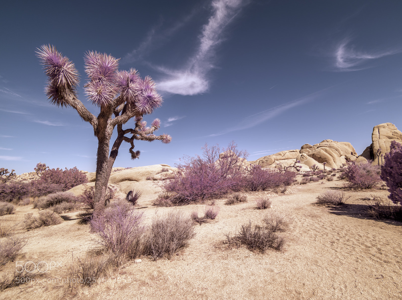 Sony a7R sample photo. Joshua tree national park photography
