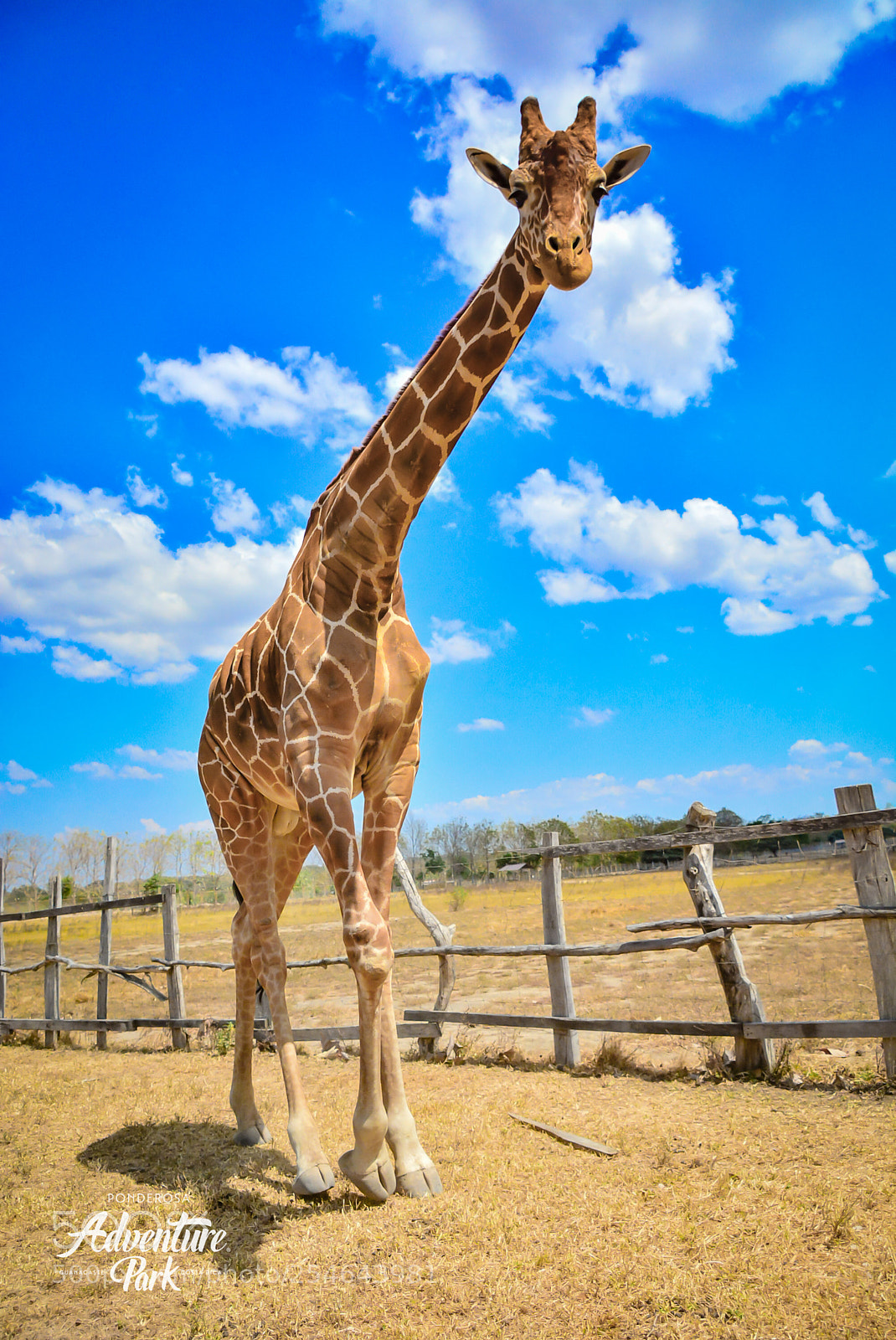 Nikon D7100 sample photo. Ponderosa adventure park photography