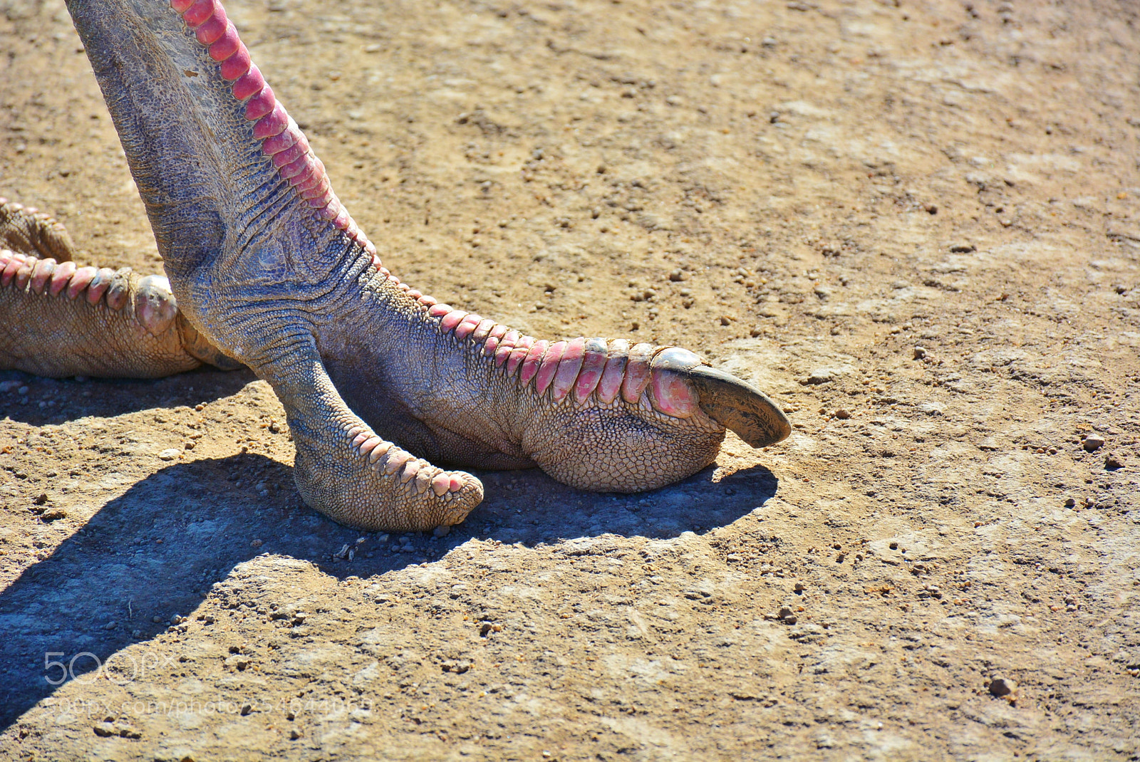 Nikon D7100 sample photo. Ponderosa adventure park photography