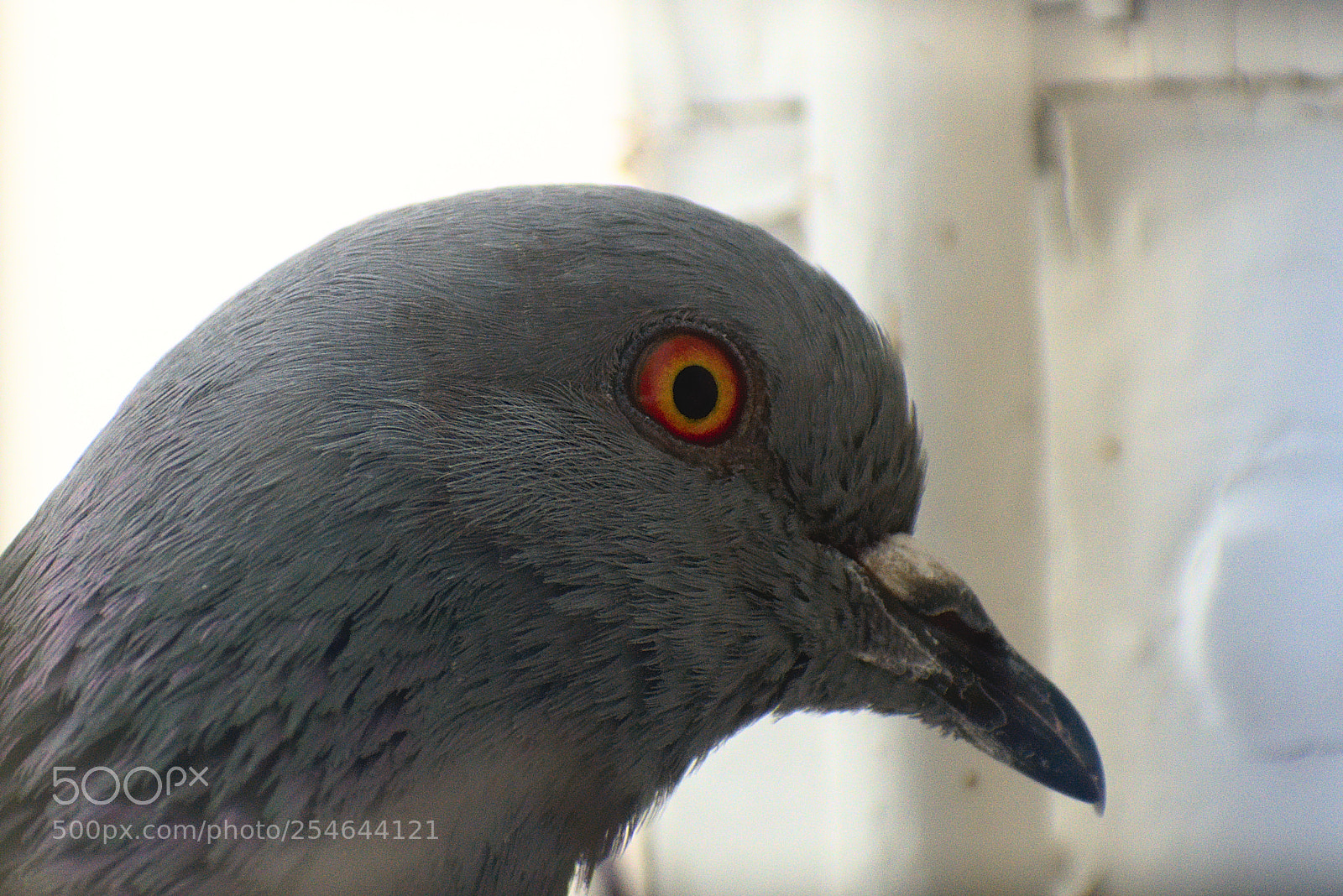 Nikon D5600 sample photo. Spy photography