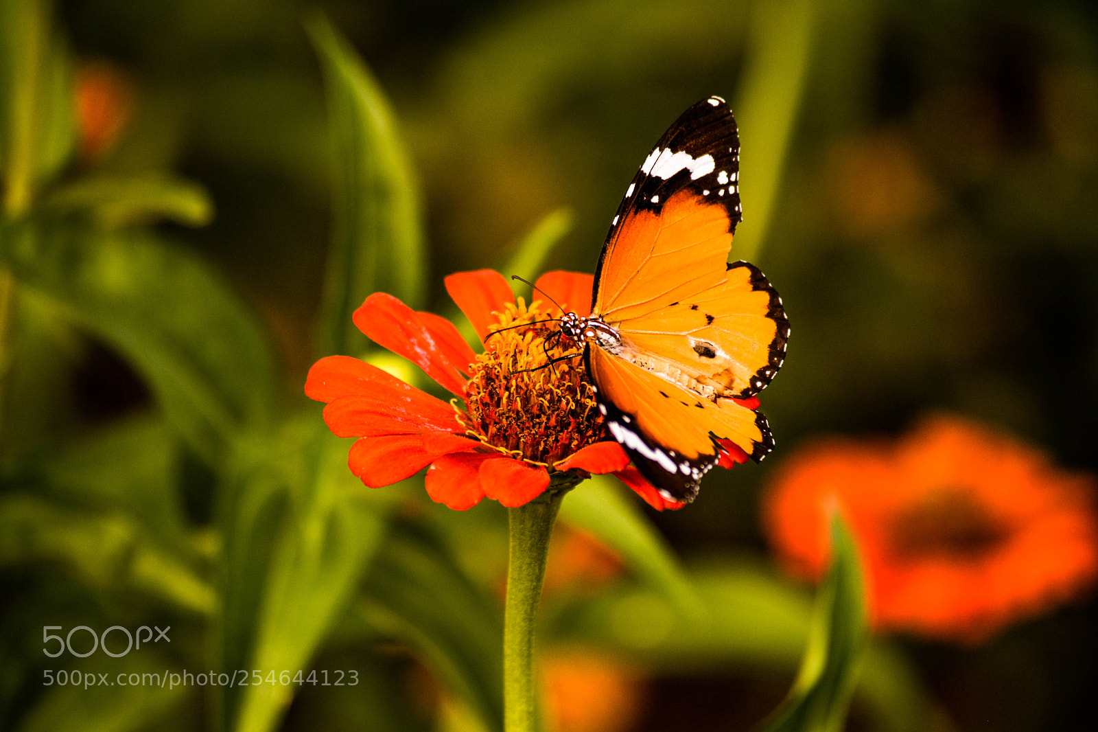 Nikon D5200 sample photo. Beauty on flower photography