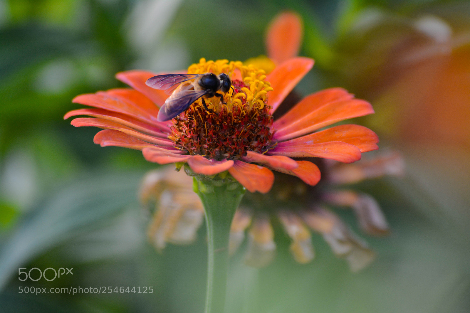 Nikon D5200 sample photo. Bee the honeybee photography