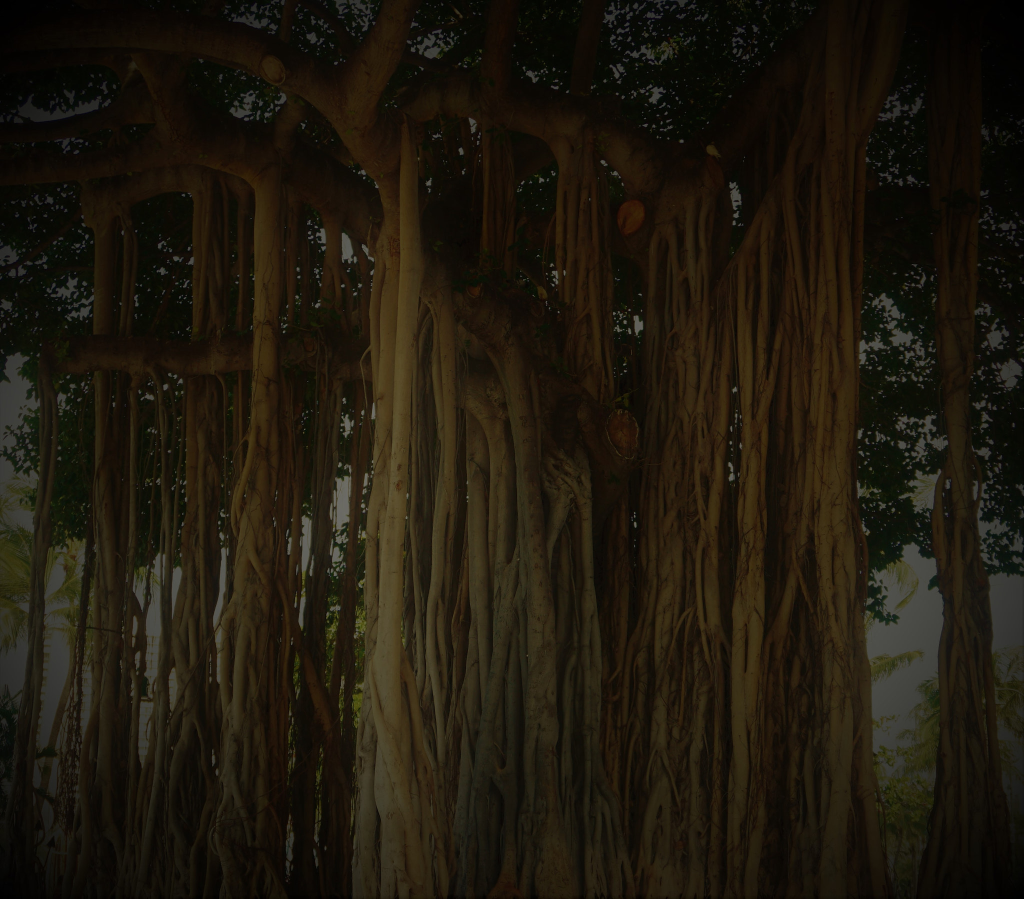Sony a6300 + Sony E 18-50mm F4-5.6 sample photo. Banyan tree () photography