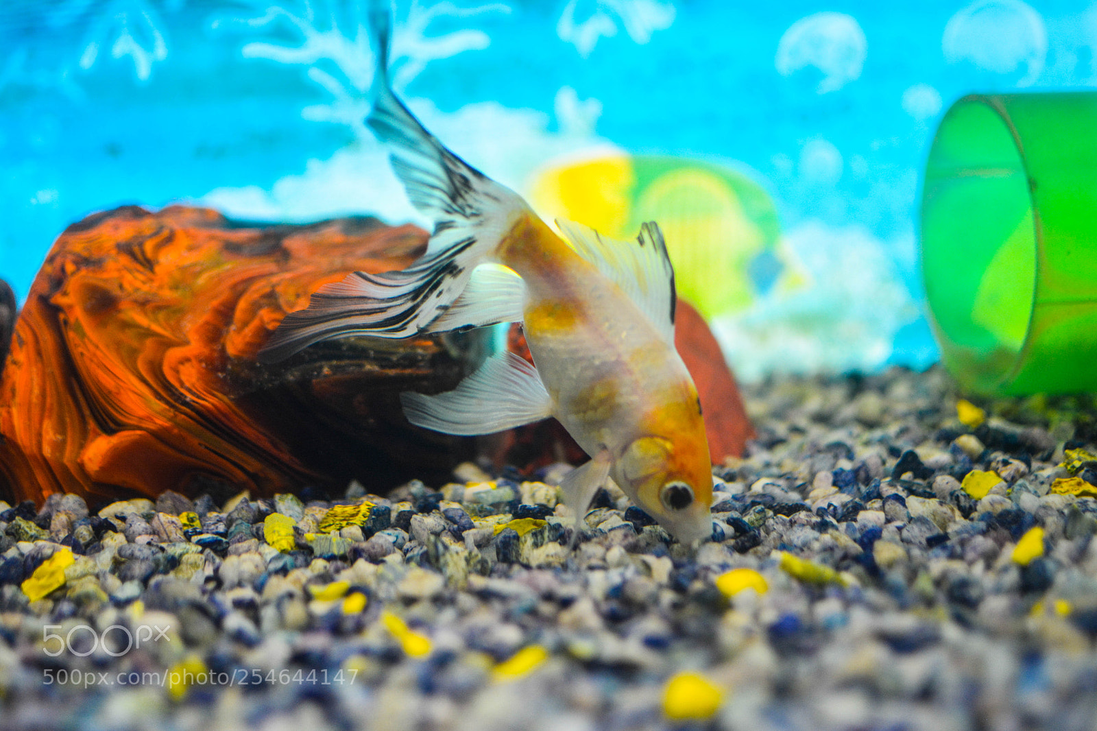 Nikon D5200 sample photo. Gold fish photography