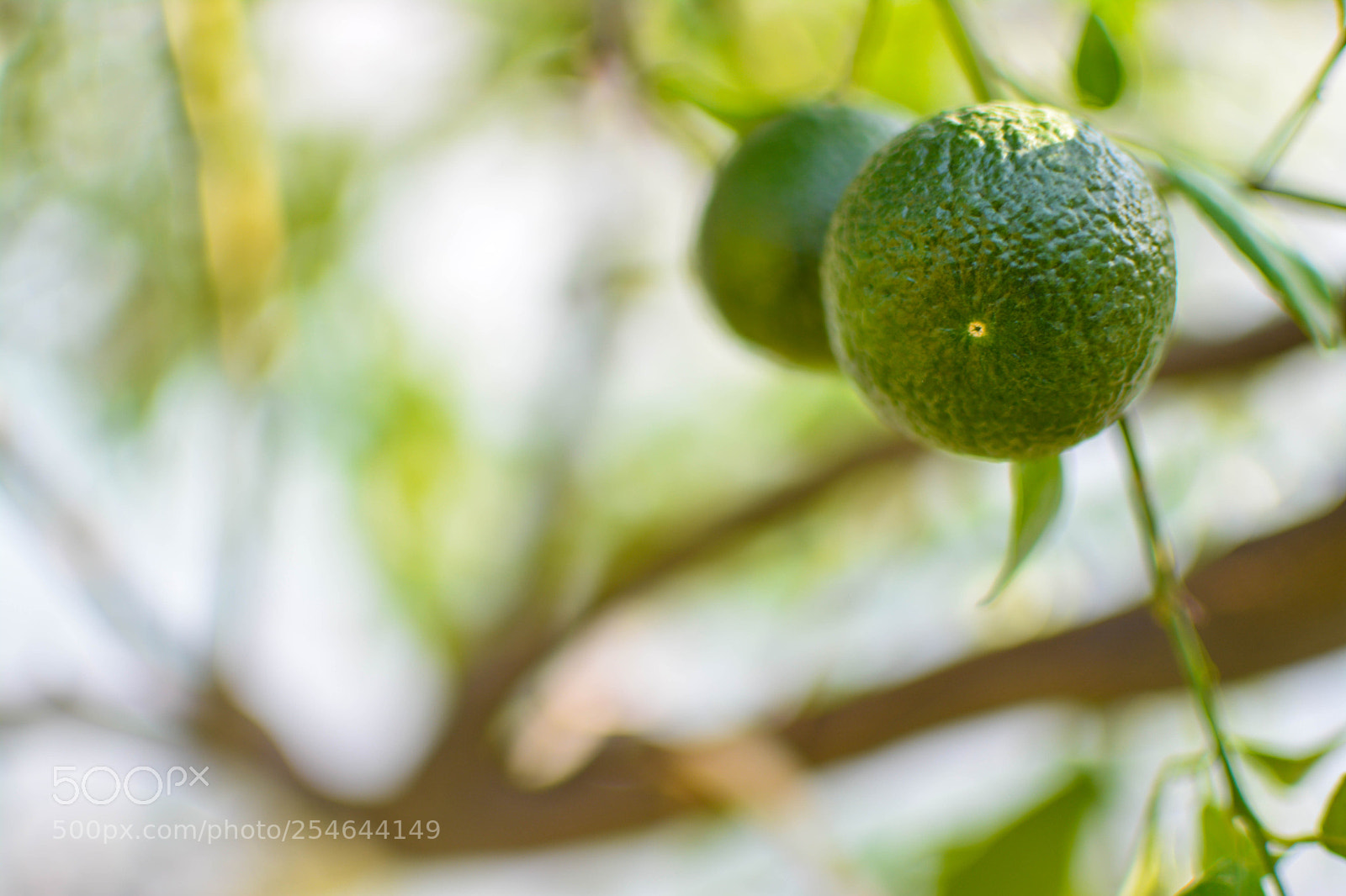 Nikon D5200 sample photo. Green lemon photography