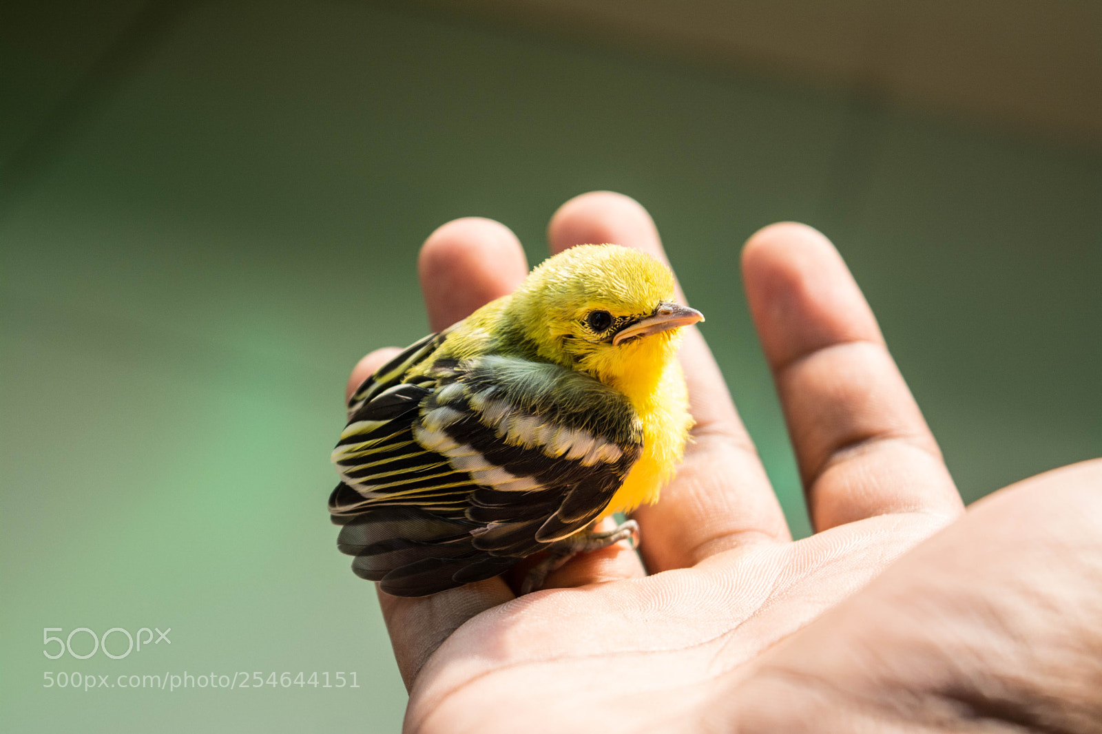 Nikon D5200 sample photo. Baby bird photography
