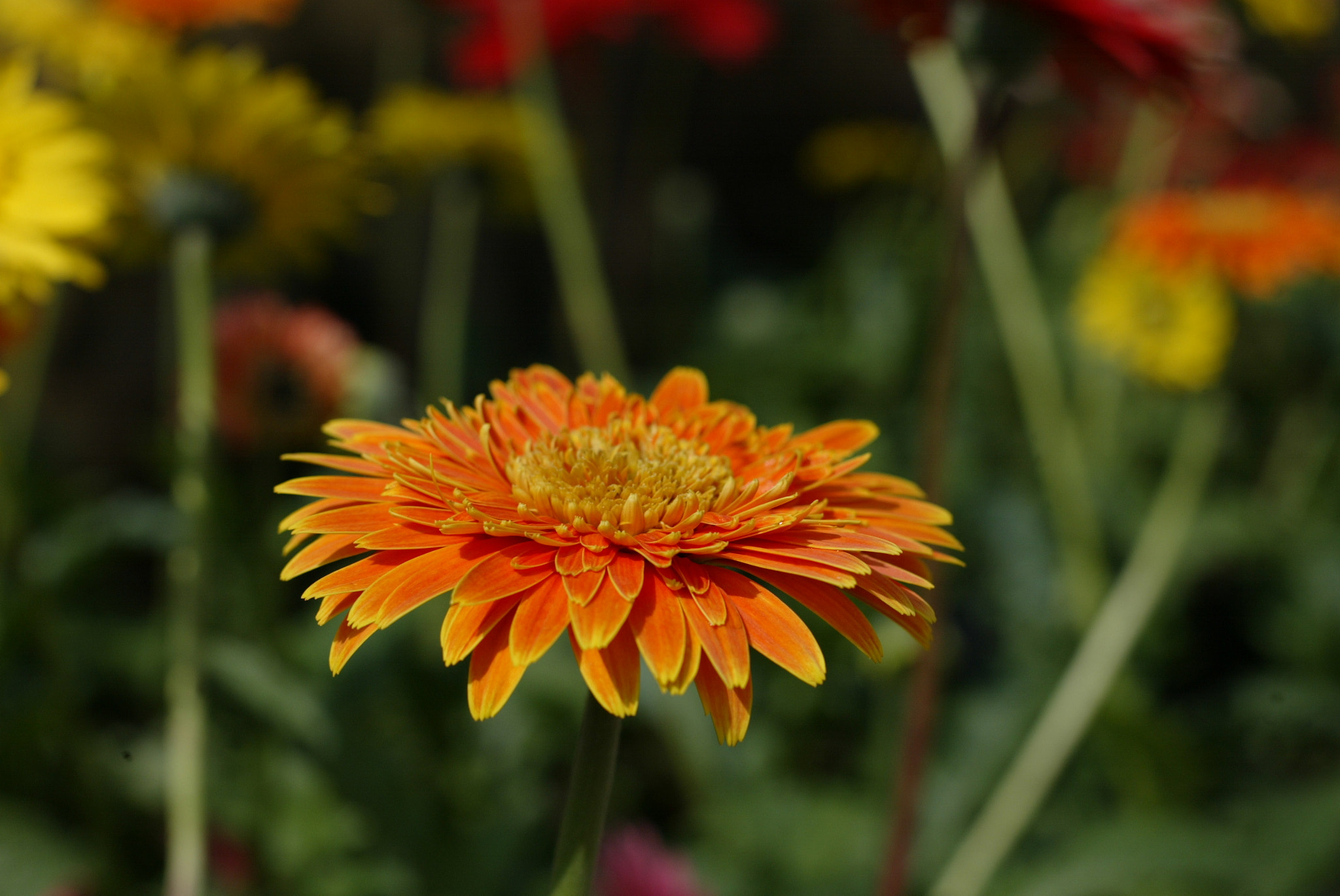 Canon EOS-1D sample photo