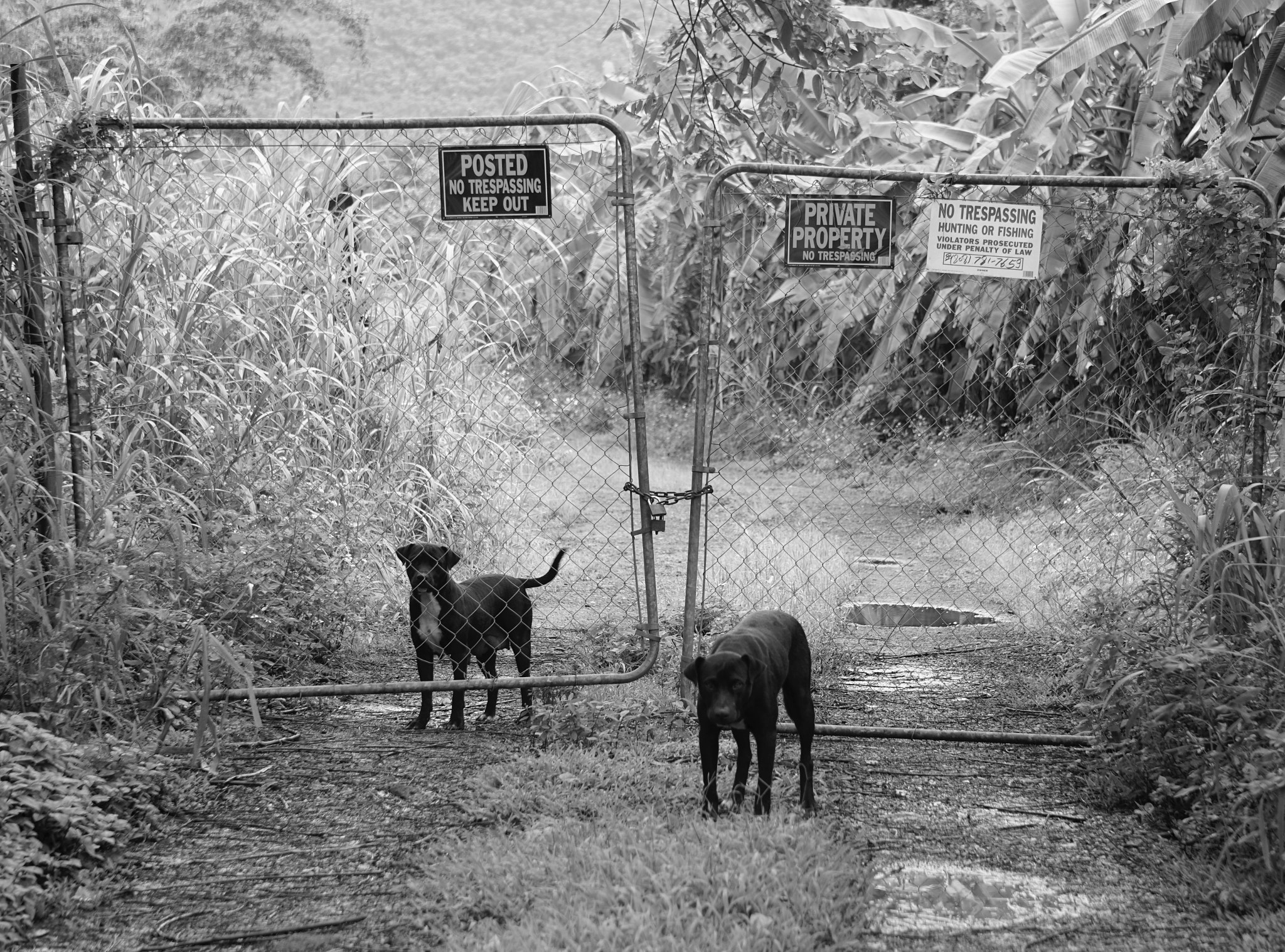 Sony a6300 + Sony FE 24-240mm F3.5-6.3 OSS sample photo. Dogs fence bw photography