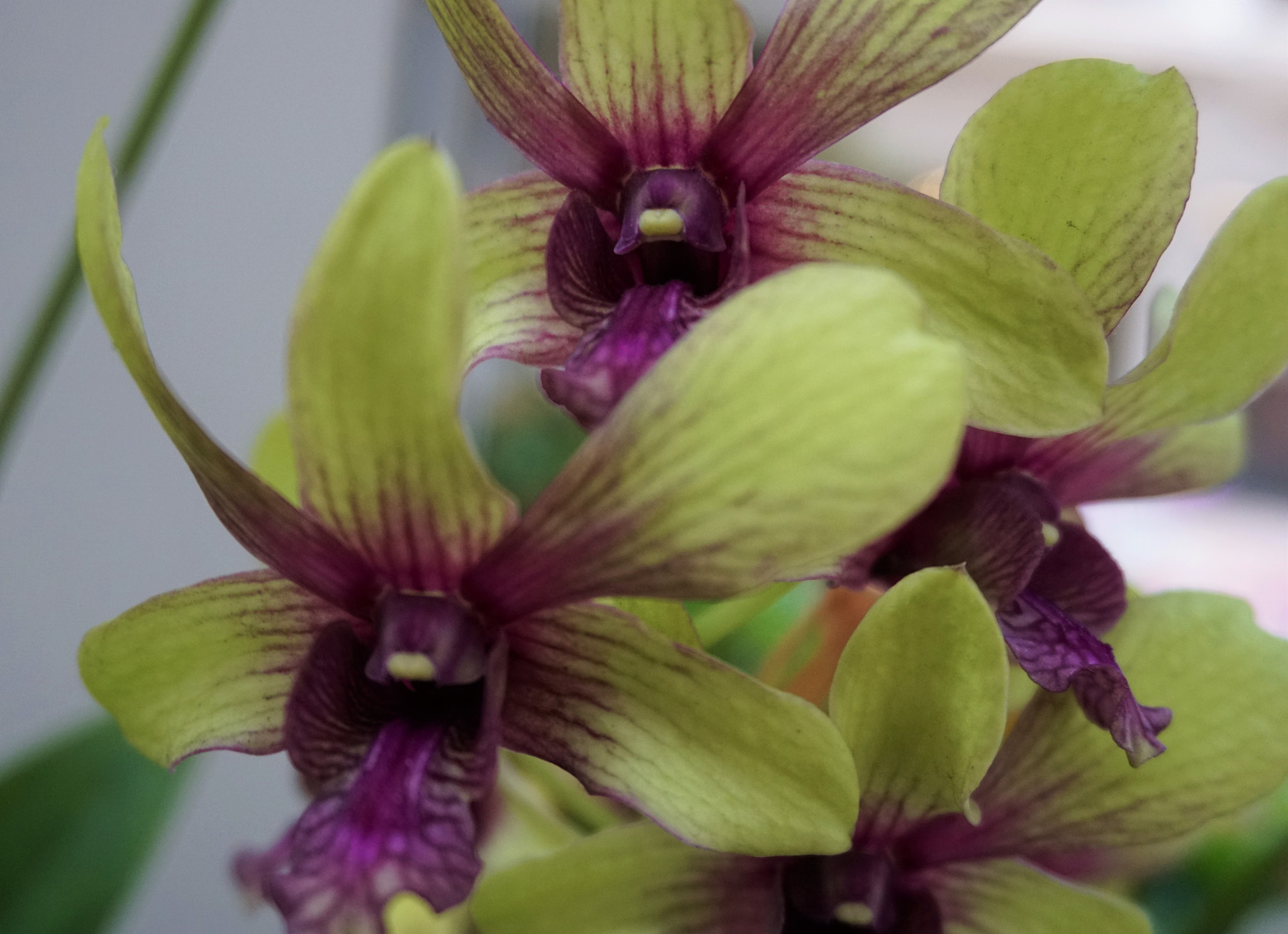 Sony a6300 + Sony E 18-50mm F4-5.6 sample photo. Purple green orchid close up photography