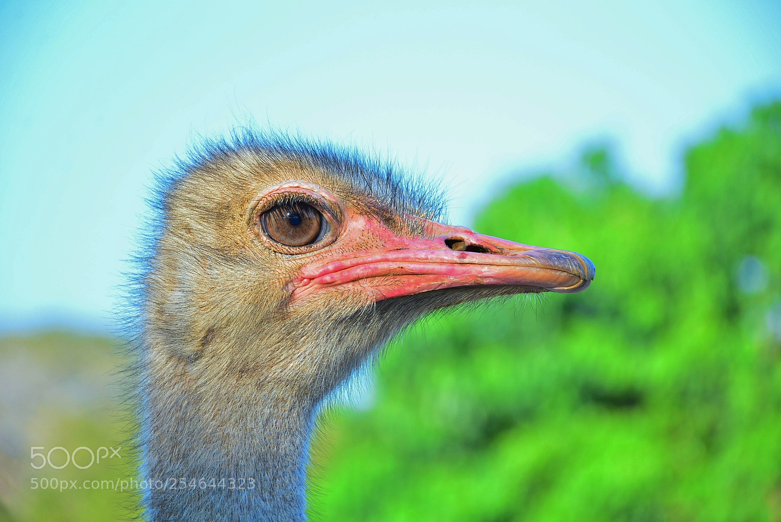 Nikon D7100 sample photo. Ponderosa adventure park photography