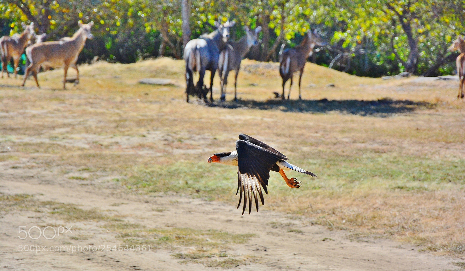 Nikon D7100 sample photo. Ponderosa adventure park photography